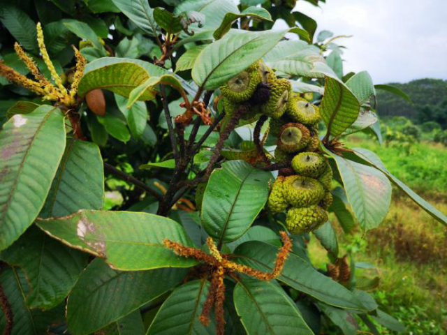 益肾子果实